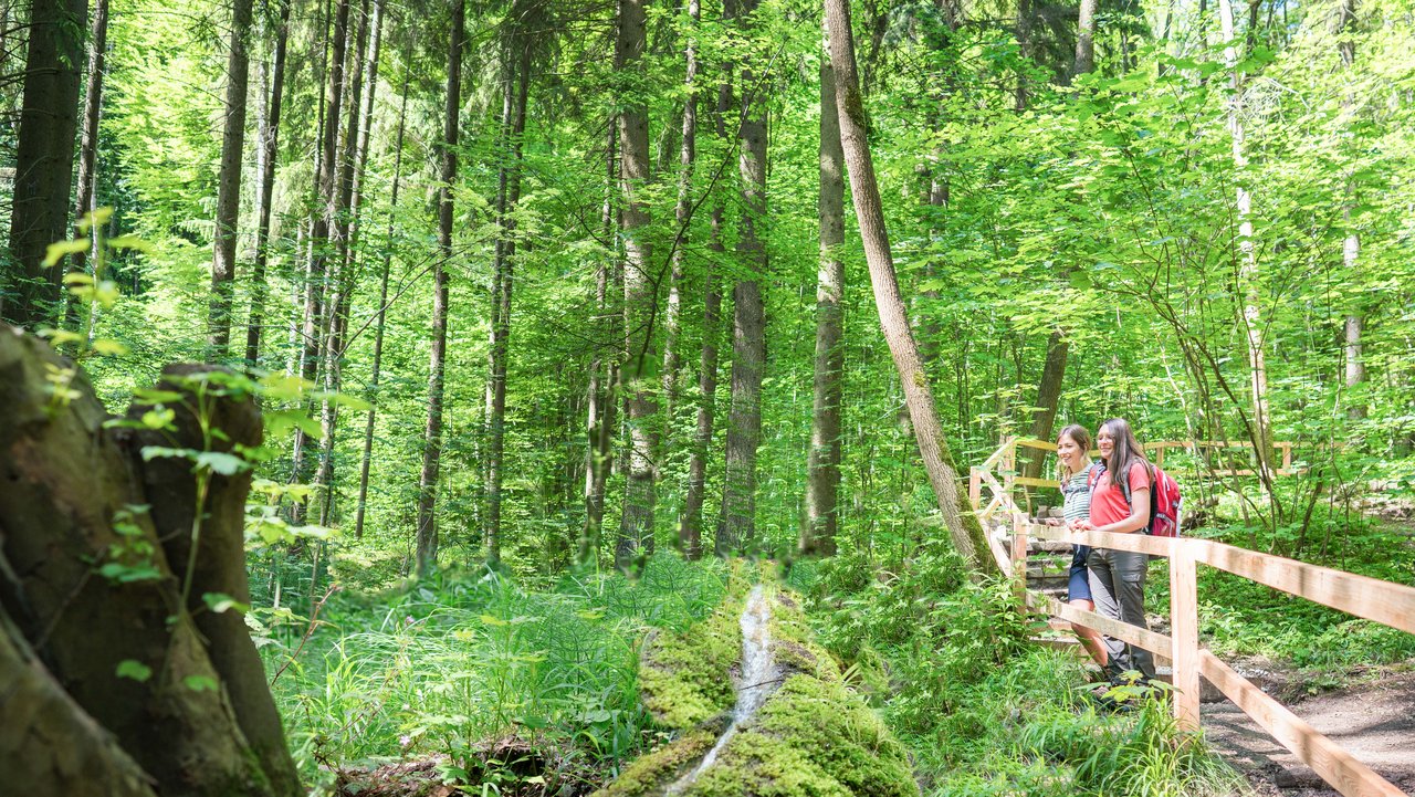 Die Steirnene Rinne im Wald bei Wolfsbronn, daneben ein Wanderweg auf einem Holzsteg.