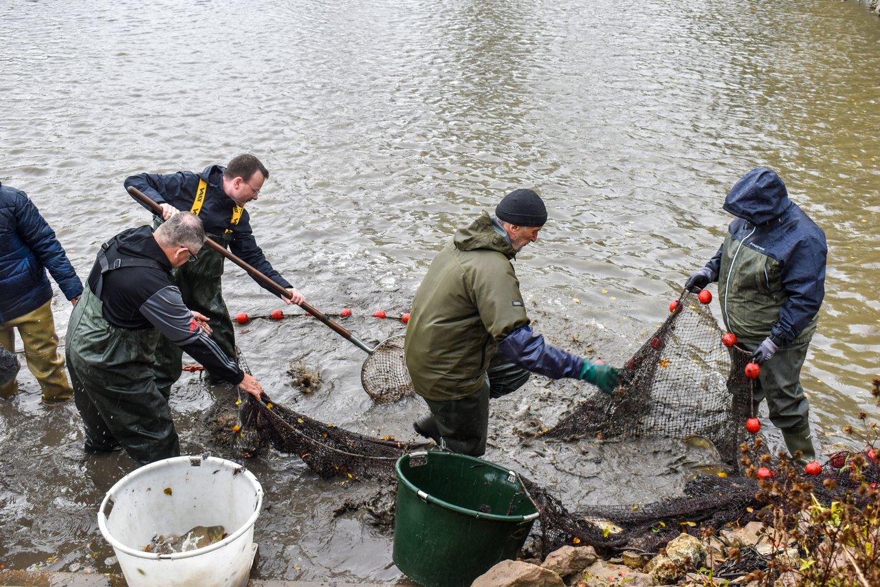 Mehrere Personen stehen bis zu den Oberschenkeln im Wasser und fischen mit Keschern und Netzen die ersten Fische ab.