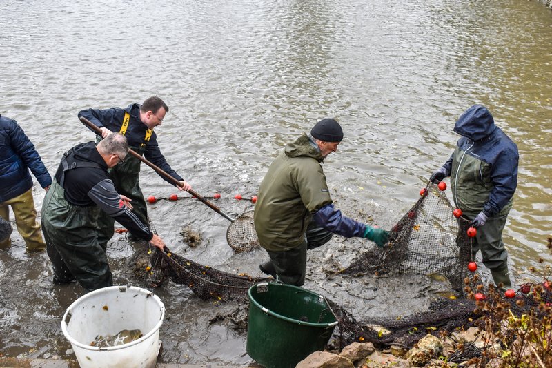 Mehrere Personen stehen bis zu den Oberschenkeln im Wasser und fischen mit Keschern und Netzen die ersten Fische ab.