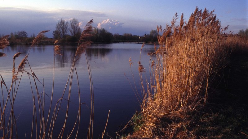Naturaufnahme vom Ufer eines Sees.