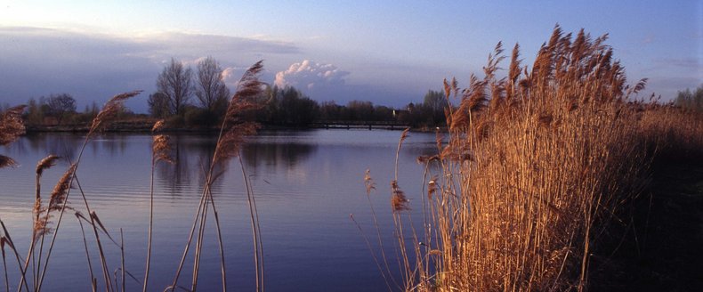 Naturaufnahme vom Ufer eines Sees.