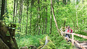 Die Steirnene Rinne im Wald bei Wolfsbronn, daneben ein Wanderweg auf einem Holzsteg.
