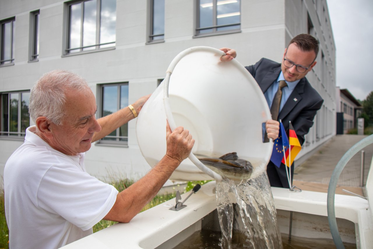 Beim Zwischenstopp in Ansbach kümmern sich Dr. Thomas Vordermeier, Leiter der Fachberatung für das Fischereiwesen des Bezirks Mittelfranken, (links) und Bezirkstagspräsident Peter Daniel Forster (rechts) um den Weitertransport der Blankaale. Bildnachweis: Michael Volkmar / Bezirk Mittelfranken