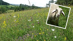 Landschaftspflegeverband Vielfalt Schaf