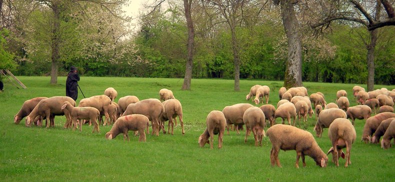 Eine Schafherde weidet auf einer grünen Wiese, im Hintergrund stehen Streuobstbäume. 