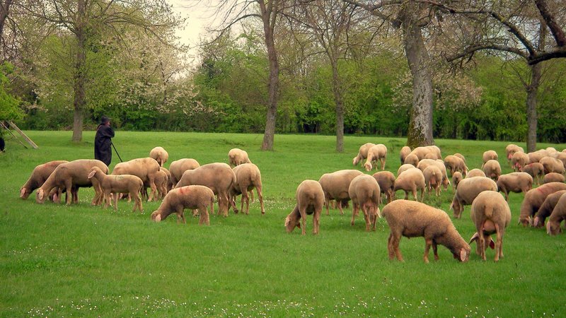 Eine Schafherde weidet auf einer grünen Wiese, im Hintergrund stehen Streuobstbäume. 