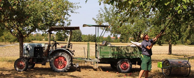 Ein Mann leert gerade auf einer Wiese Obstbäume ab. Hinter ihm steht bereits der Traktor für den Abtransport bereit.