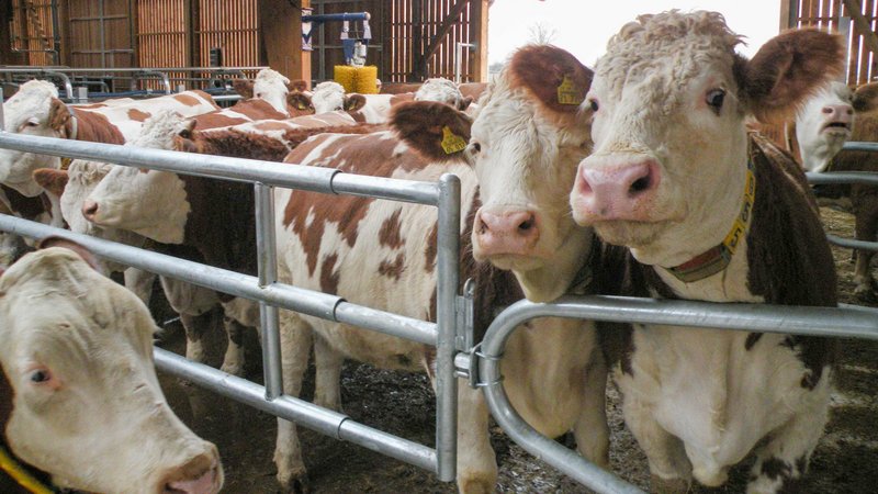 Zahlreiche Kühe, die in einem eingezäunten Bereich im Stall stehen.