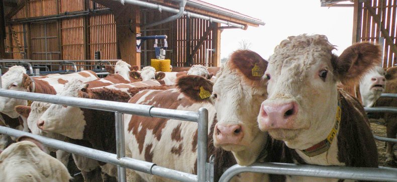 Zahlreiche Kühe, die in einem eingezäunten Bereich im Stall stehen.