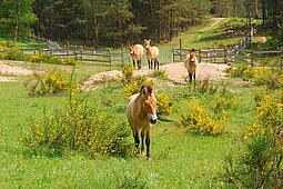 Erlebnistour: Von Karpfen, Kirschen und wilden Pferden
